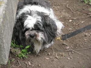 090630dog 002.jpg